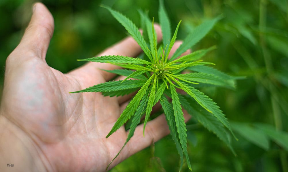 Hands holding marijuana leaves.