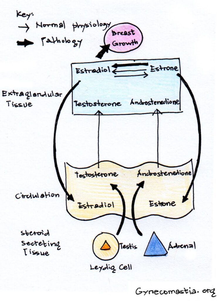 Hormonal Imbalances in Breast Tissue graph